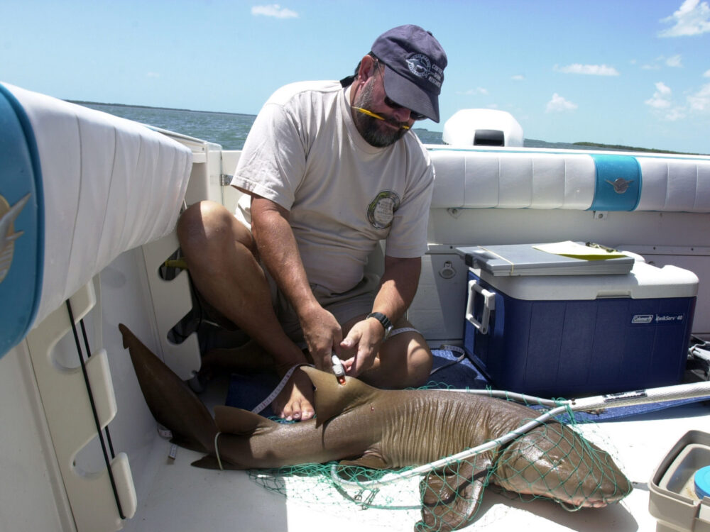 Jeff working up a nurse shark on deck